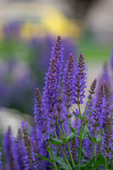 Salvia nemorosa the woodland sage beautiful bright color purple blue flowers in bloom, Balkan clary flowering plants in the gard
