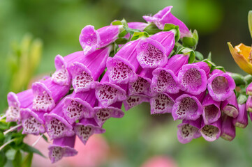Digitalis purpurea common foxglove flowers in bloom, beautiful purple flowering woodland plants, tall stem © Iva