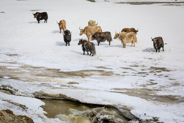 Group of Yaks on snowy valley. High quality photo