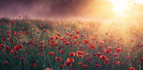Wild poppies bloom in the field. Sunbeams and morning fog