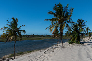 Fototapeta premium palm trees on the beach