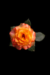 Fototapeta premium rose