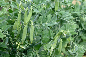 Green peas in pods on a garden bed