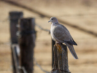 Collared Dove