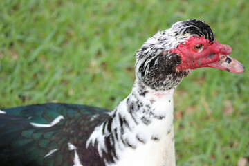 Domestic Muscovy Duck