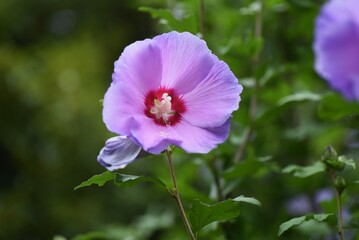 Naklejka premium Rose of sharon flowers. Malvaceae deciduous tree.