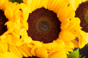 Closeup on the head of sunflower blooming, textures of stamens