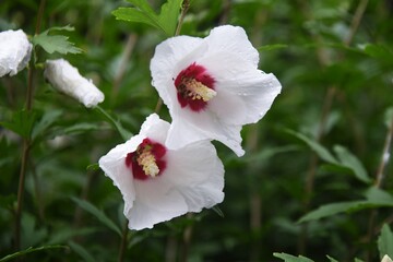 Rose of sharon flowers. Malvaceae deciduous tree.