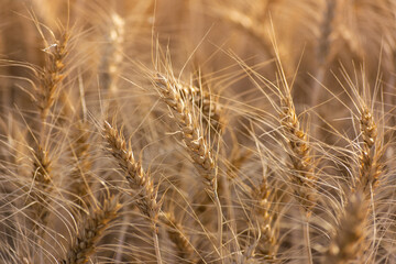 Close up of ripe wheat ears. Rich harvest concept.