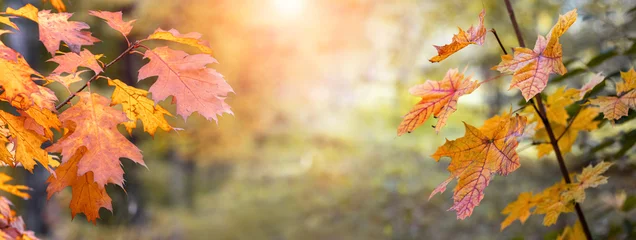 Fototapete Fallen Magic autumn. Autumn view with colorful autumn leaves on the trees on a blurred background in the woods in the light of the evening sun  © Volodymyr