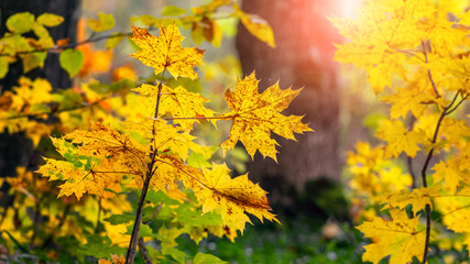 Naklejka na ściany i meble Yellow maple leaves on trees in the forest in bright sunlight
