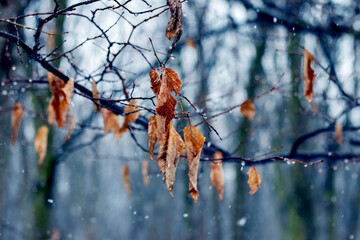 Wet snow in late autumn or early winter in the forest. Wet tree branch in the forest during the rain with snow
