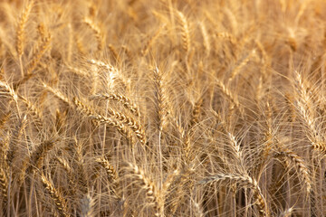 Close up of ripe wheat ears. Rich harvest concept.