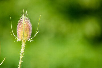 Close up of coneflowers