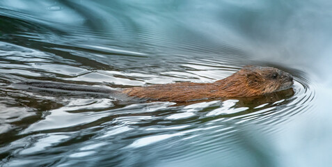 The muskrat floats on the surface of the water. - obrazy, fototapety, plakaty
