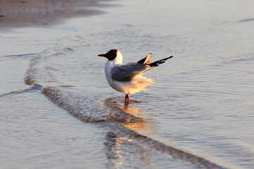 Seagulls on the seashore during sunset