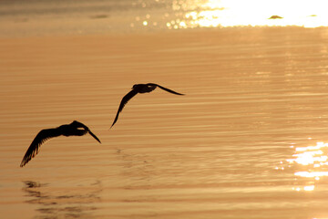 Seagulls on the seashore during sunset