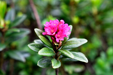 Floral decoration with wild rhododendron