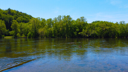 Geese in the river