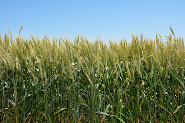 Cultivo de cereal trigo, agricultura