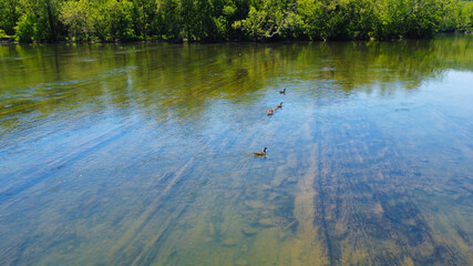 Geese in the water
