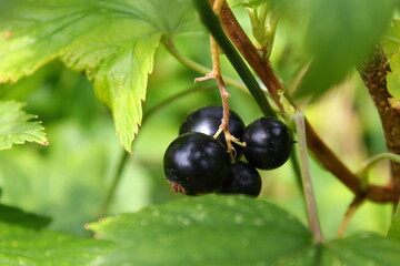 Black currant