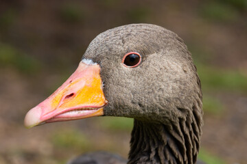 Adult Greylag Goose Head Close Up Side View