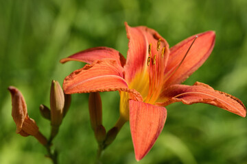 Close-up of a bright orange daylily in summer, against a green background in nature