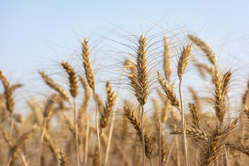 Close up of ripe wheat ears. Rich harvest concept.