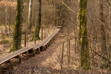 A boardwalk through the forest at fall.