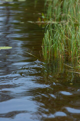 Grass snake grass snake Natrix natrix swimming in a lake.