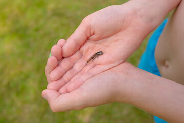 A frog tadpole with developed limbs held in a hand.