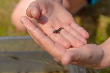 A frog tadpole with developed limbs held in a hand.