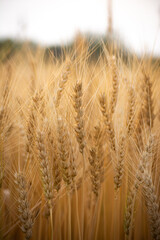 Close up of ripe wheat ears. Rich harvest concept.