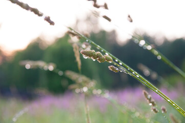 Background of wet meadow grass with dew drops