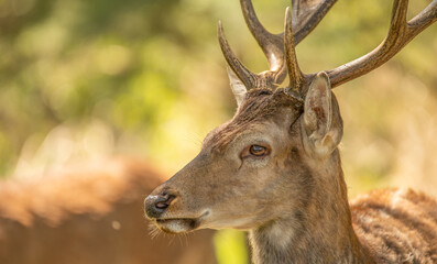 Red deer, adult male with large acid horns. Close-up.