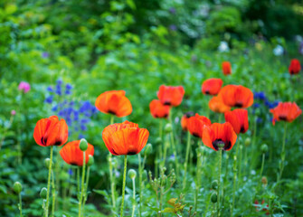 Flowers Red poppies blossom on wild field.
