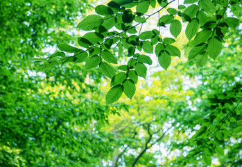 Green leaves on tree. Nature spring and summer background.