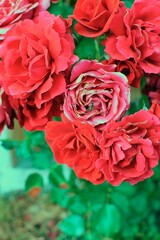 Close up of wild rose flowers.
