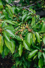Large clusters of green cherries close-up on a tree in the garden. Harvest of delicious cherries.