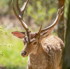 Red deer, adult male with large acid horns. Close-up.