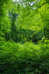Fototapeta na wymiar green forest background in a sunny day