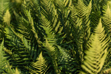 A small forest of ferns in evening sunlight.
