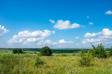 Fototapeta premium green meadow and blue sky with clouds in summer