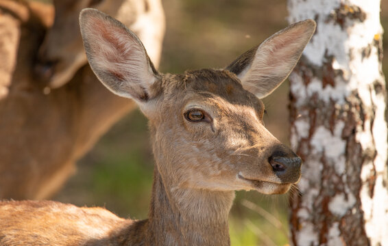 Young female red deer, portrait, close up.