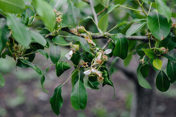 Green growing apples on the branches of trees close-up.