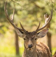 Naklejka na ściany i meble Noble deer, male in the forest, portrait. A rare species is listed in the Red Book.