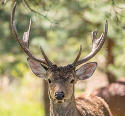 Noble deer, male in the forest, portrait. A rare species is listed in the Red Book.
