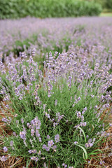 Lavender flowers in the garden