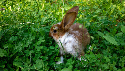 A homely little brown rabbit hides in the green grass on a bright sunny summer day